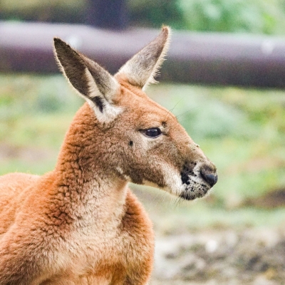 Rode reuzenkangoeroe - De Zonnegloed - Dierenpark - Dieren opvangcentrum - Sanctuary